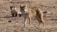 Descubren que coyote y tejón se hicieron ‘amigos’ y ahora cazan juntos [VIDEO]