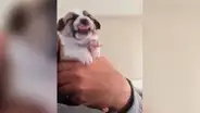 Facebook: cachorro ingiere medicina por primera vez y tiene inesperada reacción que enternece a miles [VIDEO]