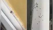 Mujer pregunta sobre puntos negros en paredes de su casa y recibe curiosa respuesta [FOTOS]