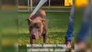 Perro abandonado por su familia derrama lágrimas de tristeza cuando se ve encerrado en una perrera [VIDEO]