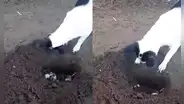 Perrita cava una tumba para enterrar a su cachorro fallecido y escena conmueve [VIDEO]