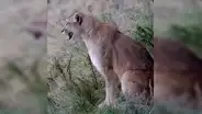 Captan a puma hembra llamando a su pareja con un misterioso sonido [VIDEO]