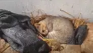 Gato duerme sobre un nido y cuida los huevos que hay en este como si fueran suyos [VIDEO]