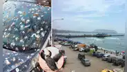 Costa Verde: proponen idea para evitar que aves marinas continúen lanzando desechos a bañistas y autos