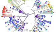 Coronavirus: ¿Por qué es importante secuenciar el genoma del virus?