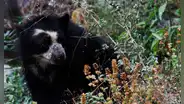 Avanza la represa La Montería, pese a afectar el área natural Chaparrí