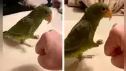 Loro aprende a ‘chocar el puño’ y asombra a su amo con su habilidad [VIDEO]