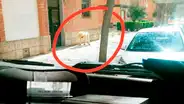 Hombre se disfraza de perro para evitar la cuarentena y se gana el repudio de sus vecinos [FOTO]