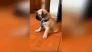 Mujer adopta a perro pug,  sin imaginar que con el tiempo descubriría su verdadera raza [VIDEO] 