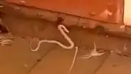 Serpiente venenosa intenta devorar a araña, pero esta la enfrenta y le da un terrible final [VIDEO] 