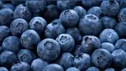 Monarquía azul: Perú alista 20.000 hectáreas para consolidar su arándano ante el mundo