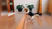 Joven encuentra a su perrito tratando de aprender a subir las escaleras [VIDEO]