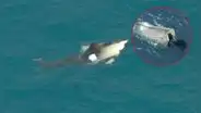 Hombre sobrevivió flotando en un pedazo de madera mientras era acechado por tiburones