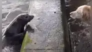 Dueño captó un tierno momento entre su perro y una foca que jugaban a las escondidas [VIDEO]