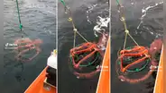 Pulpo gigante deja atónitos a pescadores y usuarios en redes: “Lo más genial que he visto”