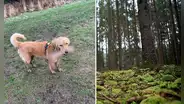 Perrita va a buscar un palito de madera para jugar, pero regresa con un objeto sexual