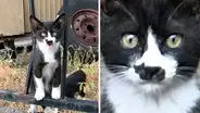 Descubren gato bebé en la calle y notan que tiene un ‘bigote’ con forma de felino [VIDEO]