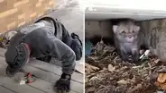 Escucha extraño ruido bajo la entrada de su hogar, revisa y halla a zorros bebés abandonados [VIDEO]