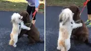 Perro tiene emotivo reencuentro con su ‘mejor amigo’ al que no veía por la cuarentena [VIDEO]