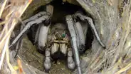 Se topa con misterioso agujero en el suelo, lo revisa y descubre terrorífica criatura en el interior [VIDEO]