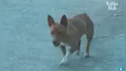 Perrita callejera recorre varias calles en busca de comida para sus cachorros recién nacidas [VIDEO] 