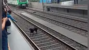 Metro de Lima: ingreso de un perrito a las vías del tren provocó retraso en los servicios