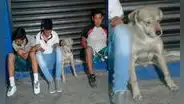 Sorpresa en Facebook por detención de perro que supuestamente integraba banda [FOTO]