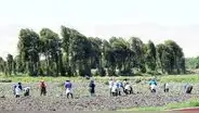 Agricultores, los héroes no reconocidos en medio de la pandemia