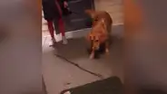 Travieso perro vuelve a casa con nuevo juguete y lo abandona por inesperada razón [VIDEO]