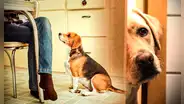 ¿Por qué mi perro me sigue a todos lados? Estas son las razones por las que está ‘pegado’ a ti