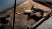 YouTube viral: zorro entra a gallinero para cazar a su 'presa', pero aves lo 'picotean' [VIDEO]