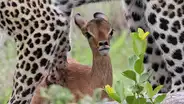 Leopardo juega con una cría de ciervo por una hora y todo acaba de forma inesperada [FOTOS]