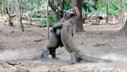 Dragones de Komodo tienen combate territorial y desenlace asombra a miles [VIDEO]