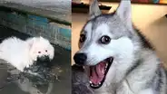 Mujer baña y deja reluciente a su perro y la mascota hace la peor travesura del mundo [VIDEO]