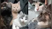 Buscan hogar para cinco gatitas que corren el riesgo de volver a ser abandonadas