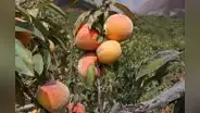 Proyecto INIA mejoró los ingresos y productividad de durazno de los fruticultores