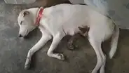 Escuchan ruidos extraños y encuentran a perrita alimentando a un gato abandonado [VIDEO]