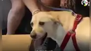 Encuentran a perrita que no podía caminar, la curan y ahora luce distinta