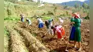 Exigen al Gobierno bono para agricultores durante estado de emergencia