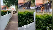 ¡Genio! Perro utiliza el trampolín de sus dueños para ladrar a las personas de la calle