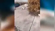 Adopta a gato bebé que fue abandonado en al basura, cura sus heridas y ahora luce irreconocible [VIDEO]