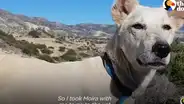 Perro es abandonado en veterinaria y hombre lo adopta al conocer su triste historia [VIDEO]