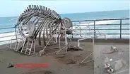 Piura: destruyen restos óseos de ballena jorobada que era atracción turística [VIDEO]