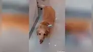 Perrita le lleva el almuerzo a su dueña que trabaja en centro comercial