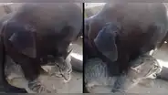 YouTube: pitbull protagoniza el viral más hermoso que verás en Internet [VIDEO]