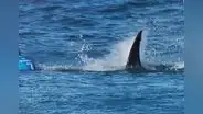 Jordan Lindsey, devorada por tiburones frente a sus padres en las Bahamas