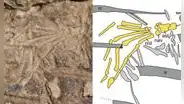 Hallan pata de una misteriosa criatura en el estómago de un fósil de dinosaurio