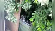 Rescatan a cachorros que fueron abandonados en un descampado