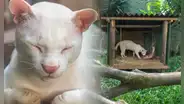 ¿Qué animal fue encontrado en Colombia y por qué se le considera único en el mundo?