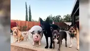 Cerdo es criado con cinco perros y ahora se comporta como un can [FOTOS]